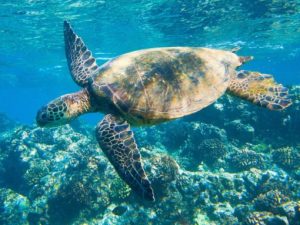 a turtle swimming under water